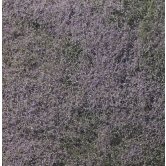 WS FLOWERING PURPLE FOLIAGE