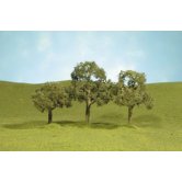 BACH Walnut Tree 2.5-3.5 inch