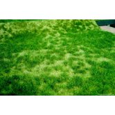 HEKI TUFT GRASS SUMMER