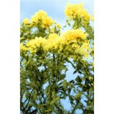 SCEN FLOWERS YELLOW BUTTERCUP