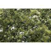 WS FINE-LEAF FOLIAGE OLV GRN