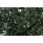 WS FINE-LEAF FOLIAGE DK GRN