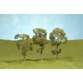 BACH MAPLE TREE 3-4 inch