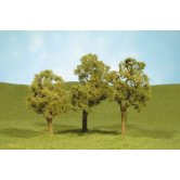 BACH ELM TREEES 3-4 inch