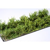 WBS LOW SHRUBS YELLOW