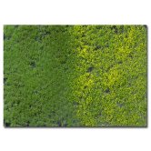 WBS FLOWERING TUFTS w/WEEDS SP