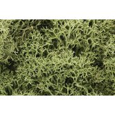 WS LICHEN -SPRING GREEN